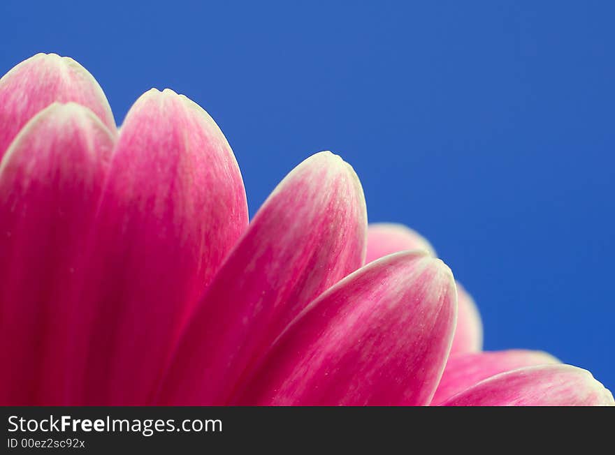 Pink flower petal closeup on blue background