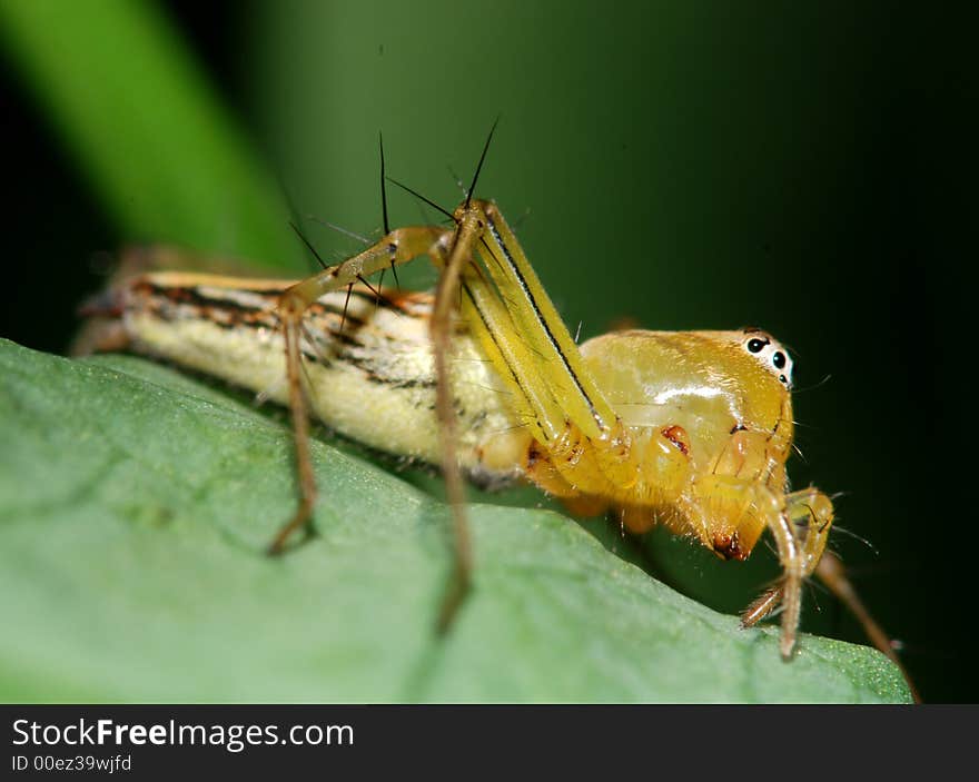 lynx Spider