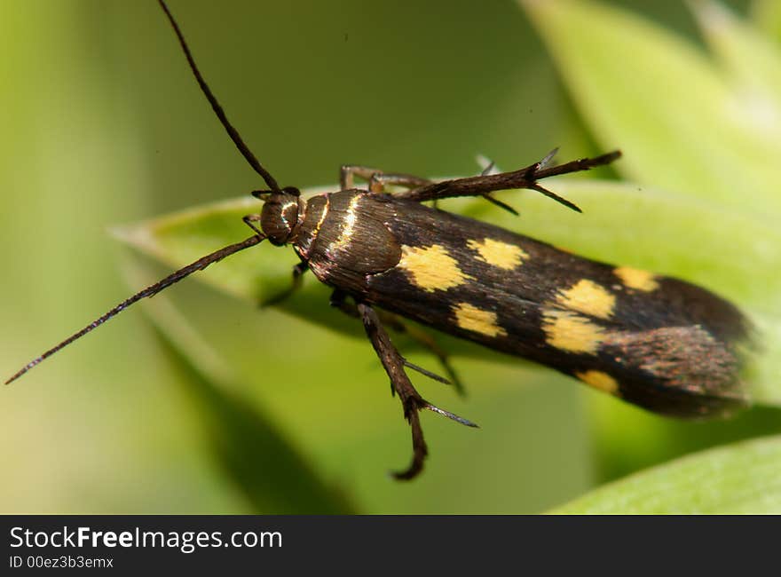 Yellow spots insect