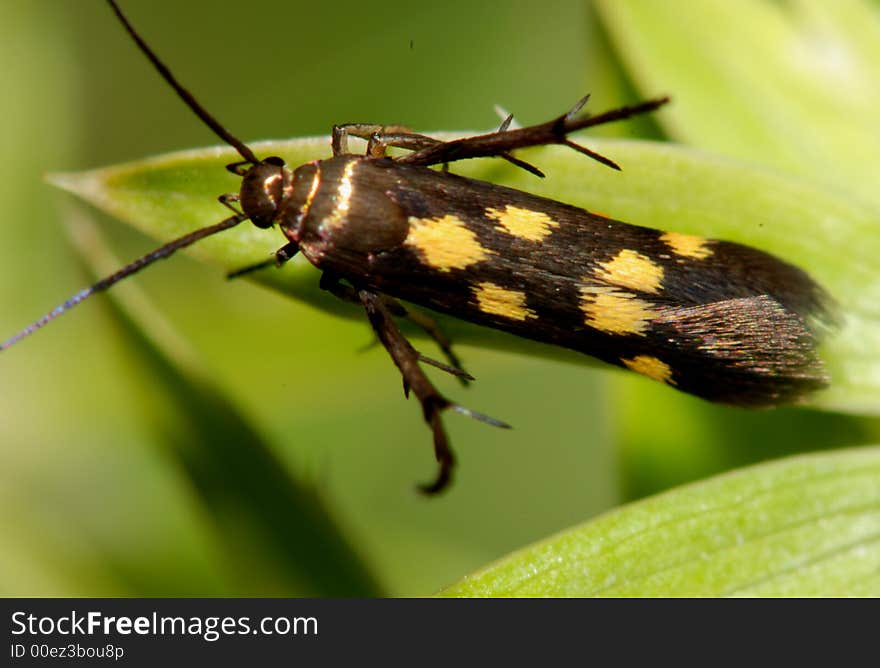 Yellow spots insect