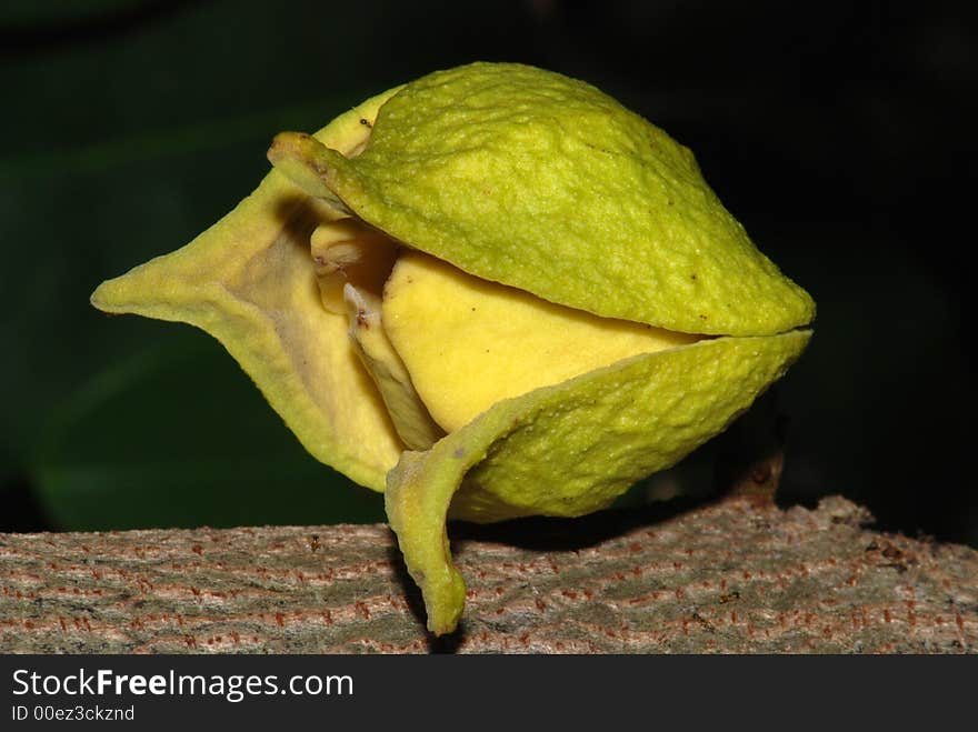 Fruit flowers