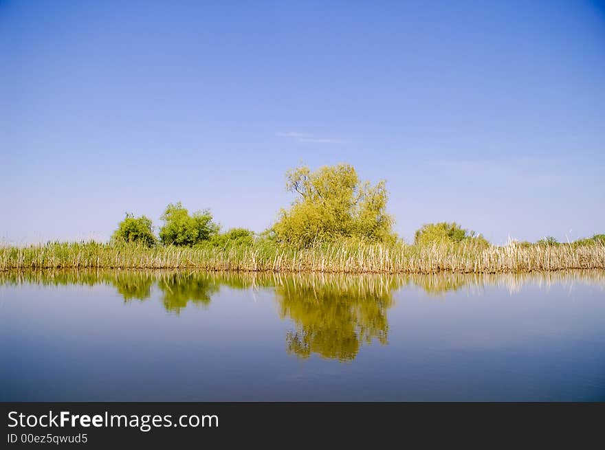 Blossom weeping willow