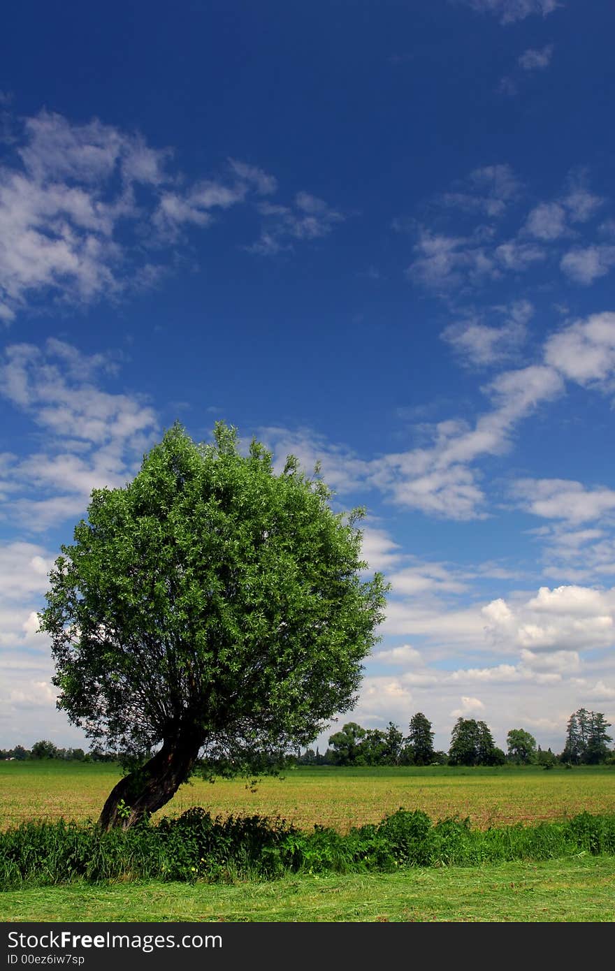 Single tree on reaped acre