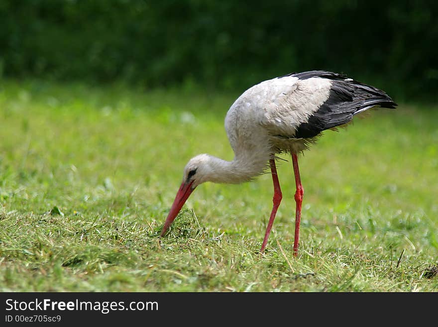 Stork searching frogs