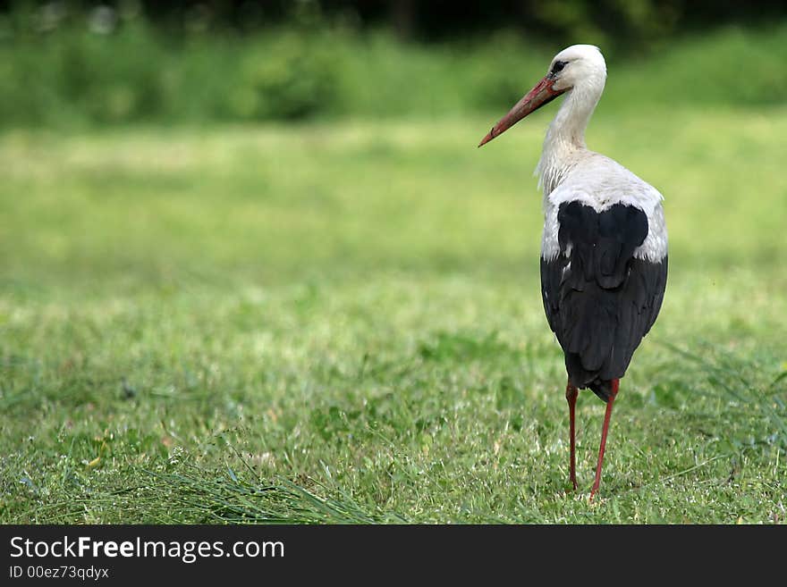 White stork on meadow