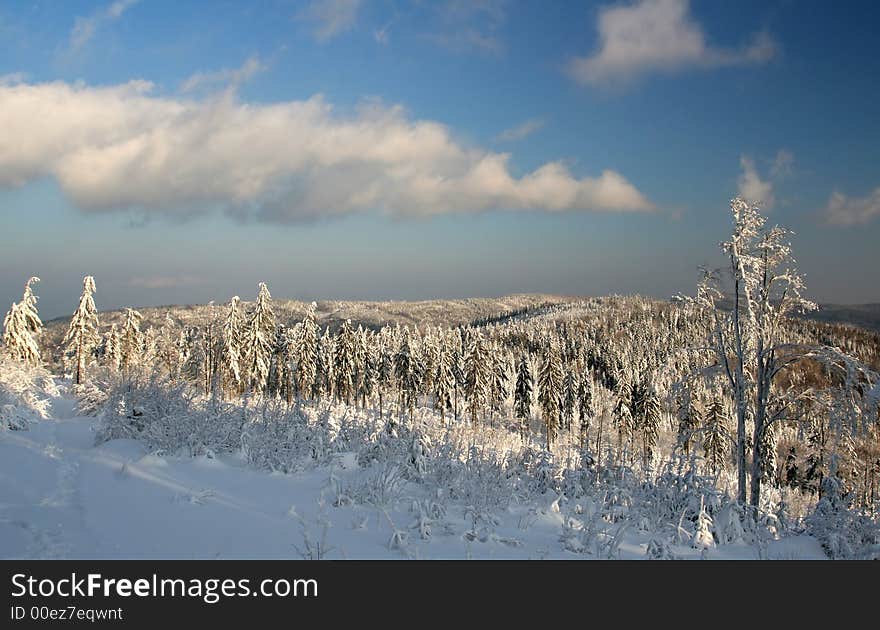 Trees covered the snow on the mountain