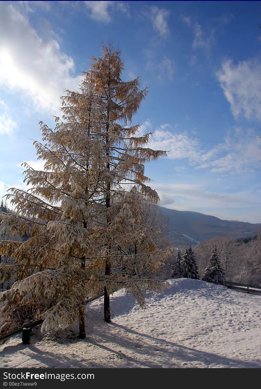 Mountains and larches