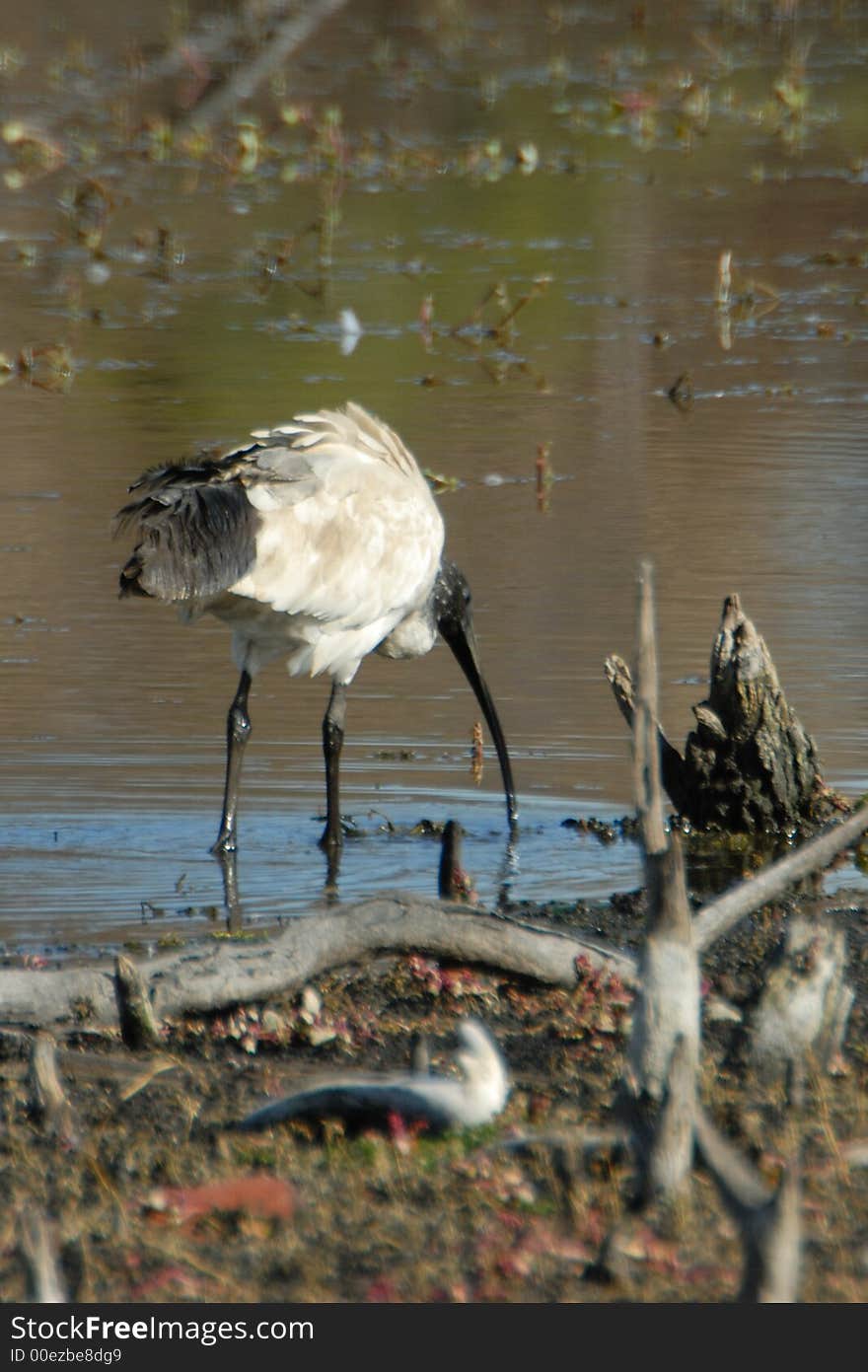 Water bird, Ibis feeding in drought conditions is a dried up billabong in australia. Water bird, Ibis feeding in drought conditions is a dried up billabong in australia