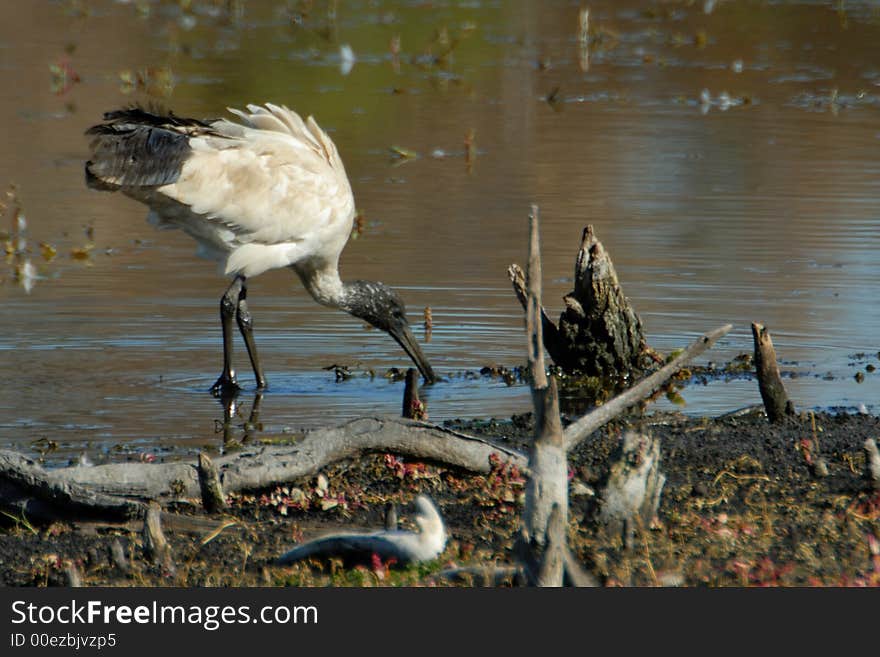 Water bird, Ibis feeding in drought conditions is a dried up billabong in australia. Water bird, Ibis feeding in drought conditions is a dried up billabong in australia