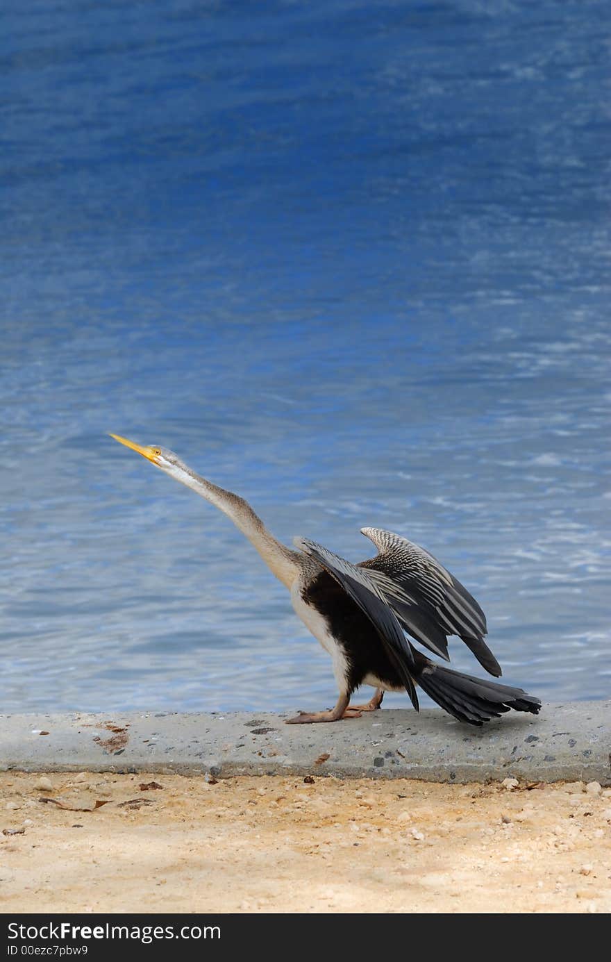 An Australian Darter on the side of a river