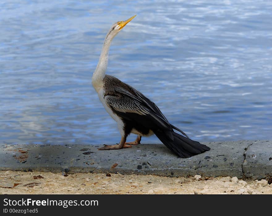 Australian Darter at the edge of a river in Western Australia