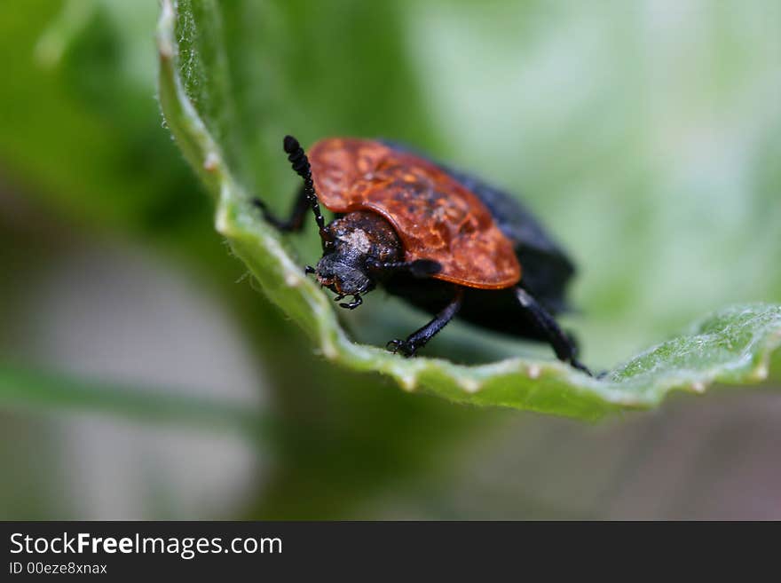 Carion beetle