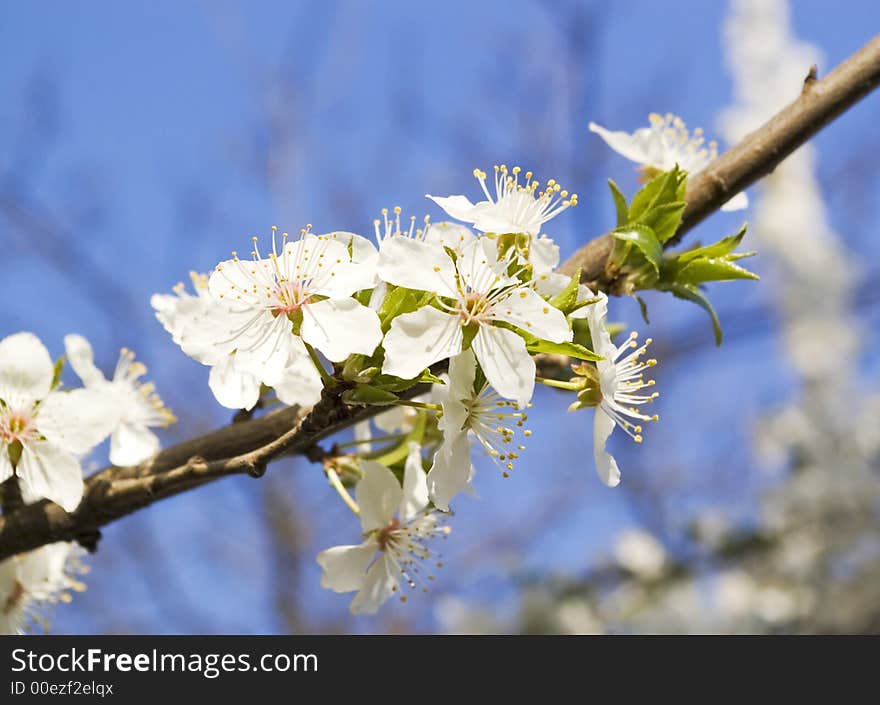 Cherry Branch