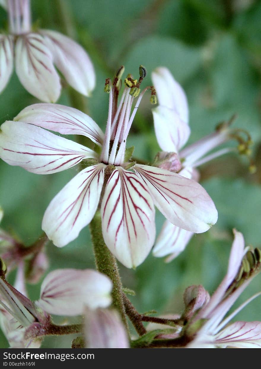 Spring flower