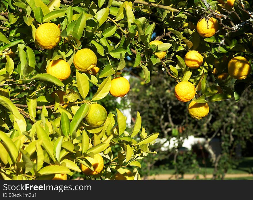 A green tree full of lemons