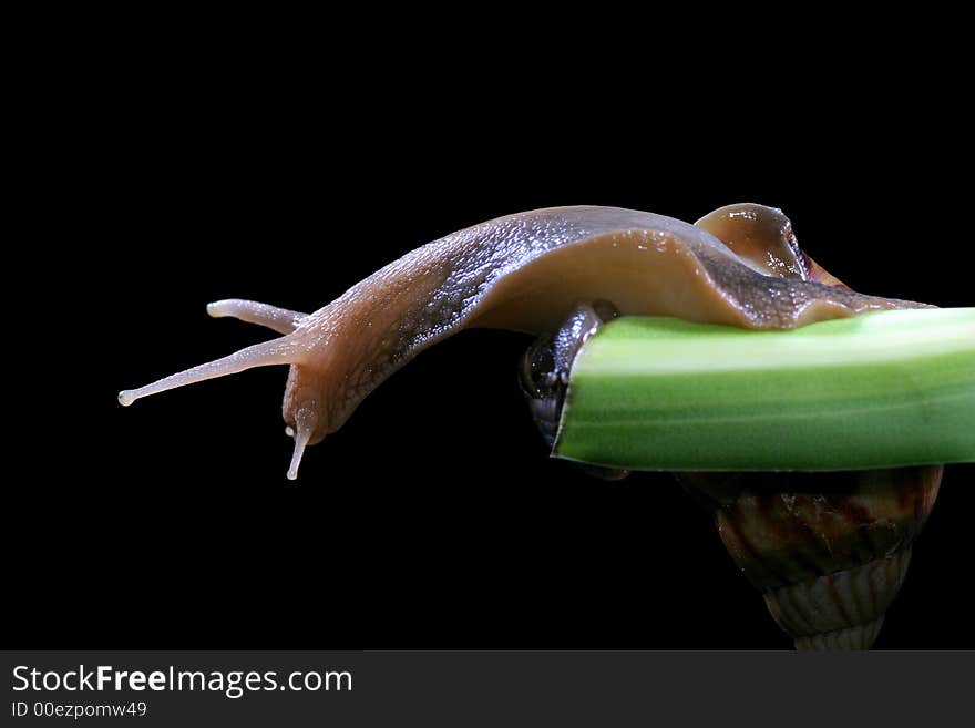 Snail on the green leaf