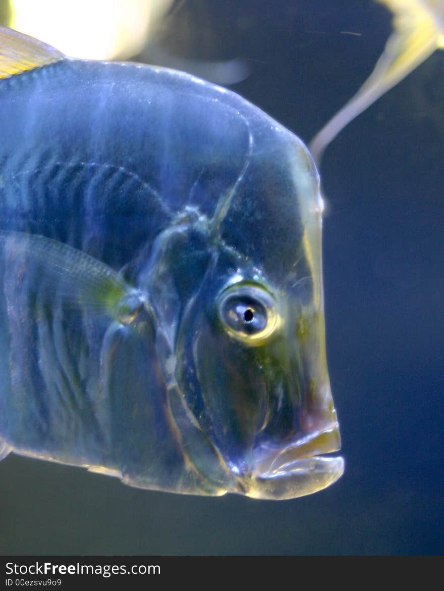 Fish taken in Monaco aquarium.