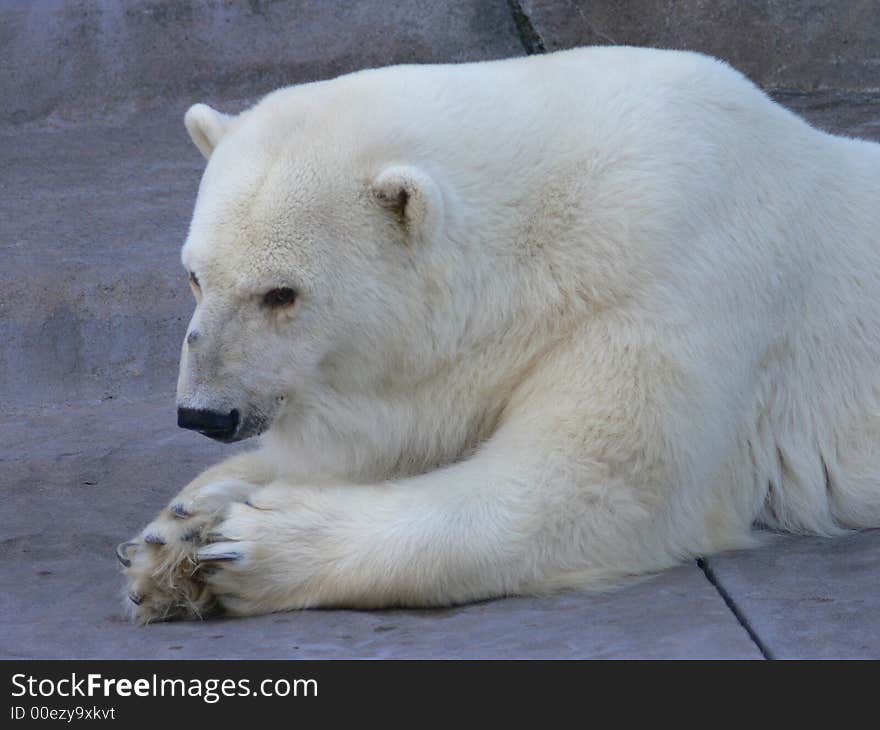 Polar Bear