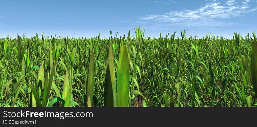 Green summer field shot over sky background. Green summer field shot over sky background.