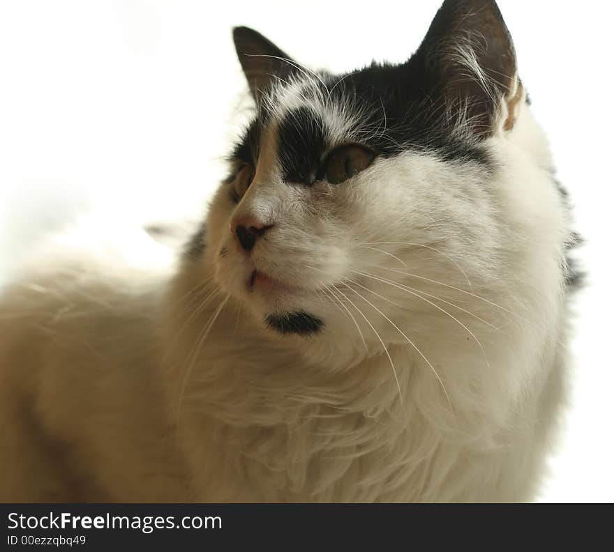 White and Black Cat, sitting on the window