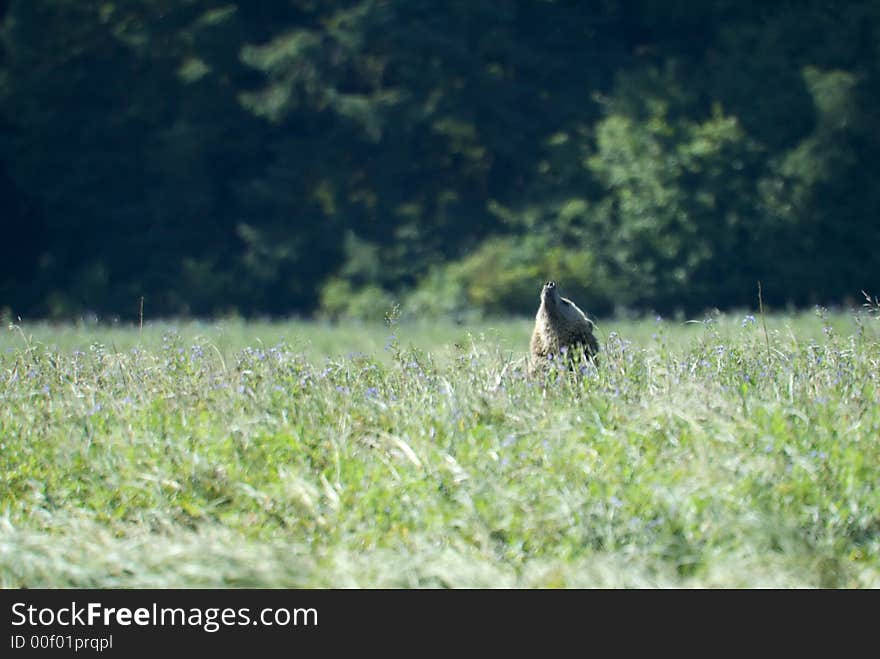 A Grizzly bear is smelling something and puting his nose in the air. Maybe some of the photographers had a sweet parfum. A Grizzly bear is smelling something and puting his nose in the air. Maybe some of the photographers had a sweet parfum.