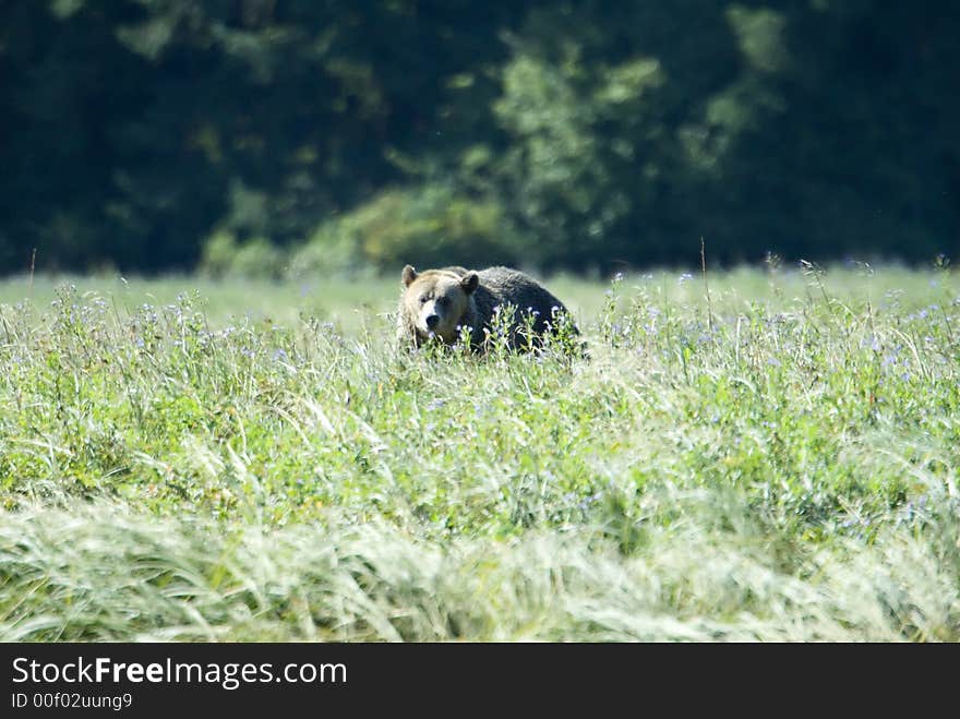 A young grizzly bear is moving through a high grown meadow. A young grizzly bear is moving through a high grown meadow.