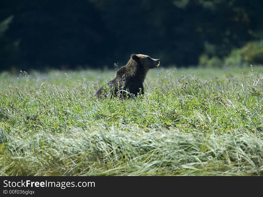 A young grizzly bear is moving through a high grown meadow. A young grizzly bear is moving through a high grown meadow.