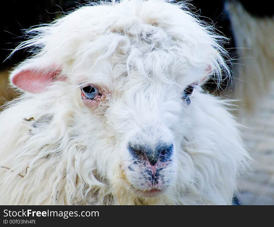 The Head of a white Lama