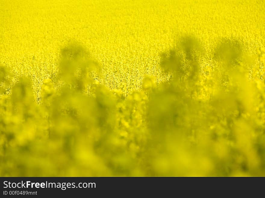 Blooming and yellow rapeseed, blurred foreground