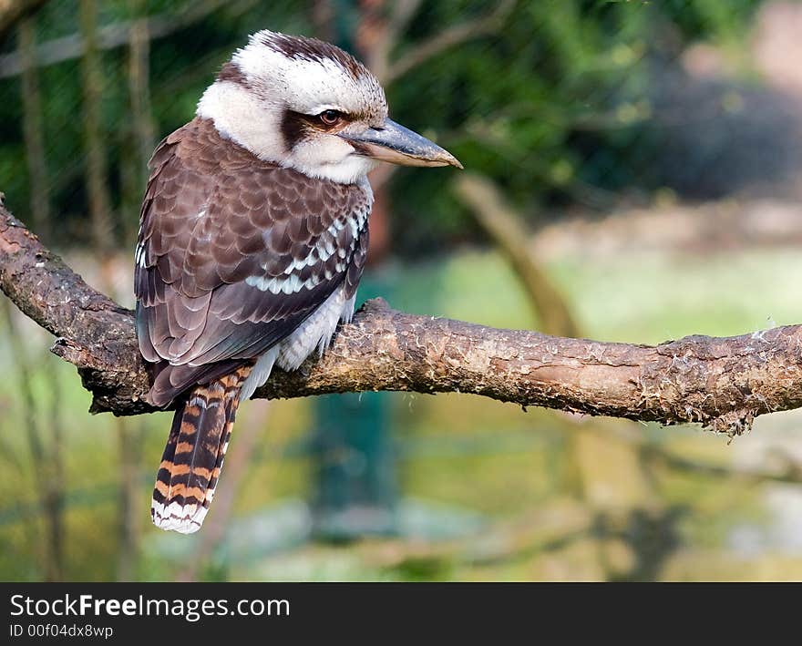 Australian kookaboora part of the kingfisher family .