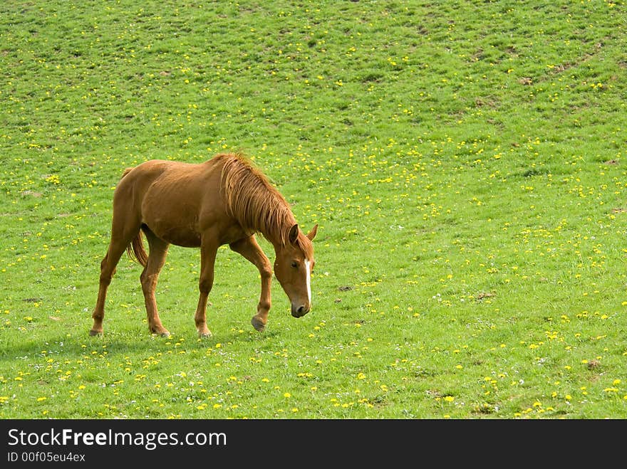 Brown horse with green natural background full of yellow flowers