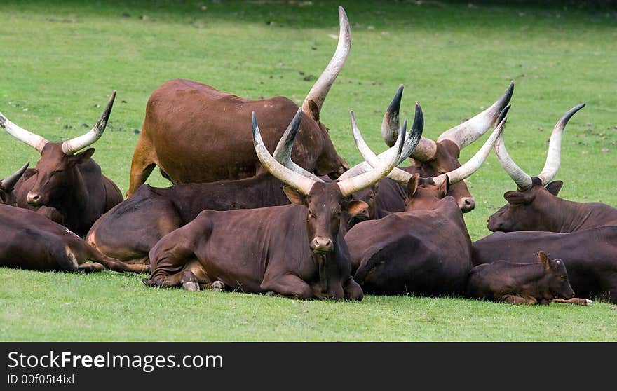 Watter buffallos