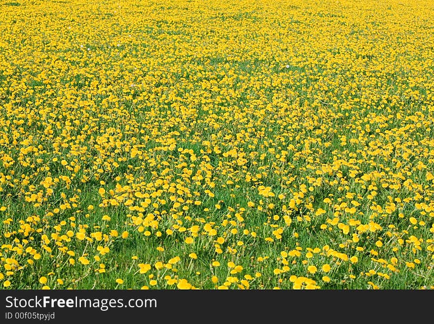 Meadow with blooming yellow dandelion