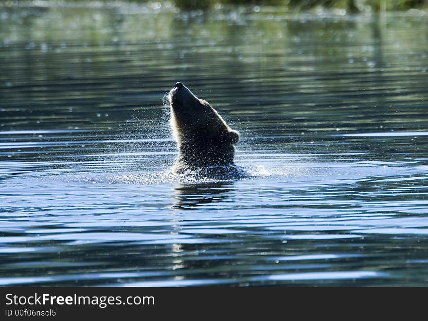 A grizzly bear is taking a bath in the pacific ocean. It seems to be a nice refreshment in the hot summer sun. A grizzly bear is taking a bath in the pacific ocean. It seems to be a nice refreshment in the hot summer sun.