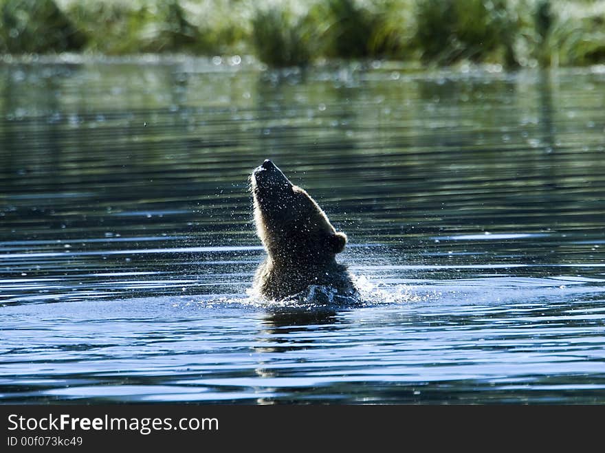 A grizzly bear is taking a bath in the pacific ocean. It seems to be a nice refreshment in the hot summer sun. A grizzly bear is taking a bath in the pacific ocean. It seems to be a nice refreshment in the hot summer sun.