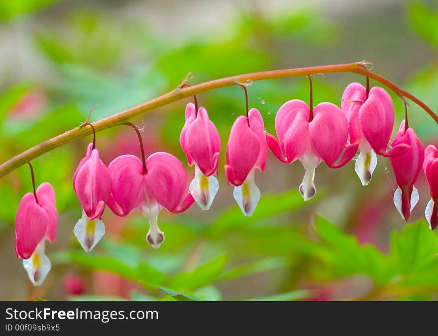 Colorful red flower over blurry background