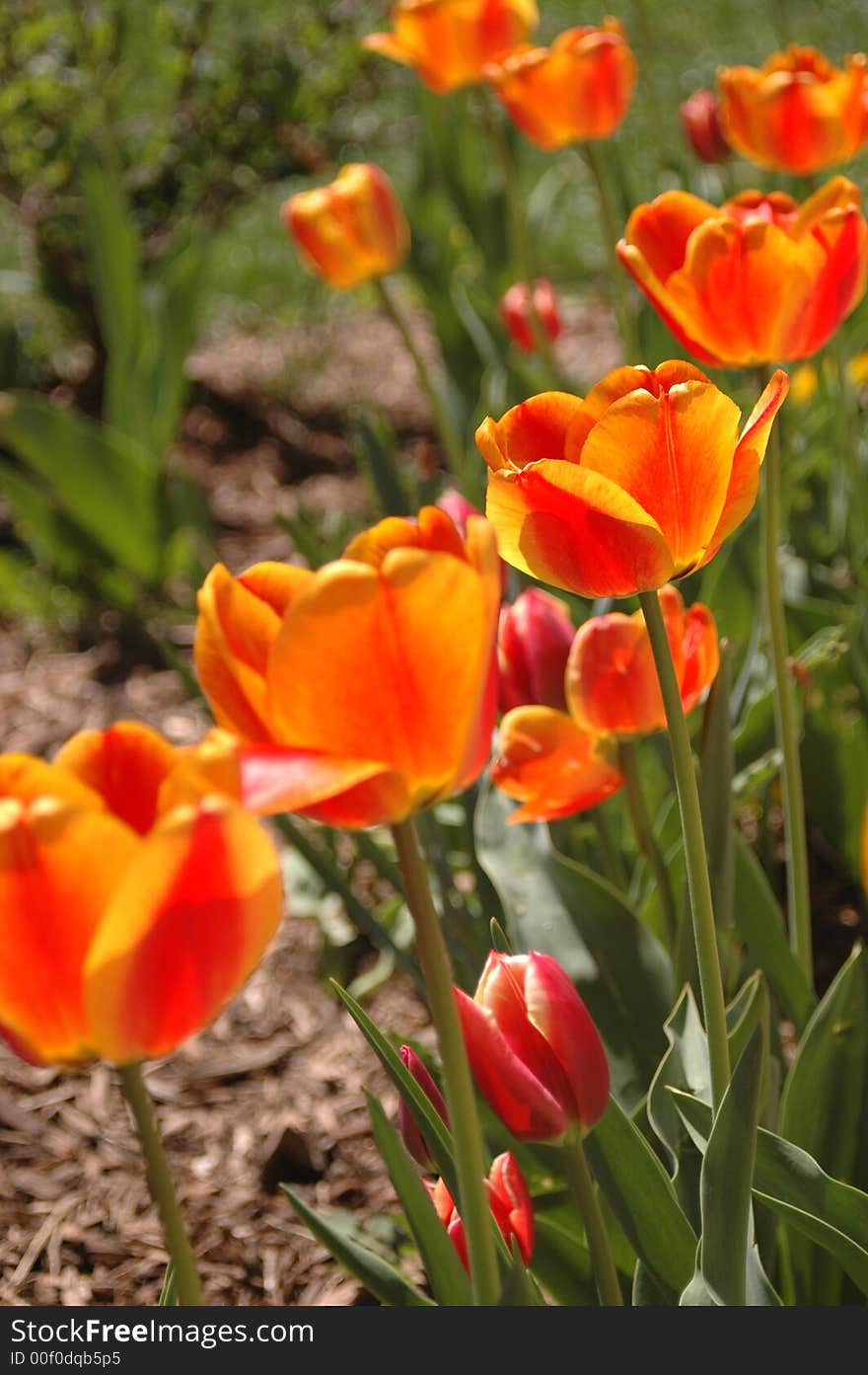 Yellow and orange tulips on a bright spring day. Yellow and orange tulips on a bright spring day