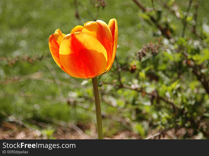 Yellow and orange tulips on a bright spring day. Yellow and orange tulips on a bright spring day