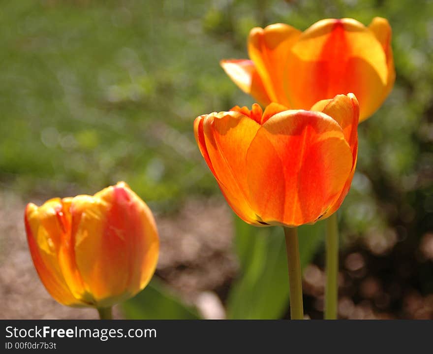 Yellow and orange tulips on a bright spring day. Yellow and orange tulips on a bright spring day