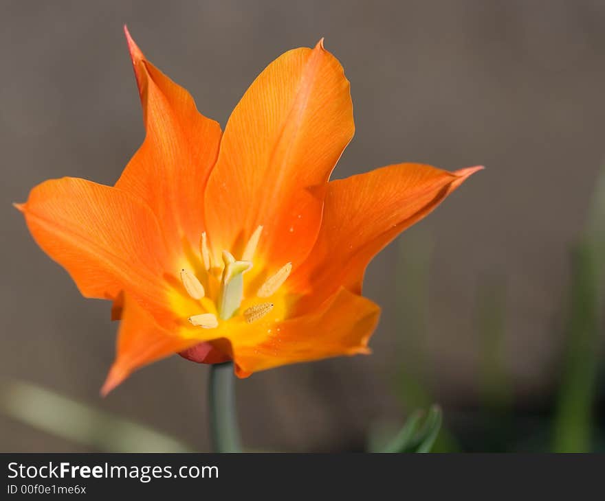 Orange tulip