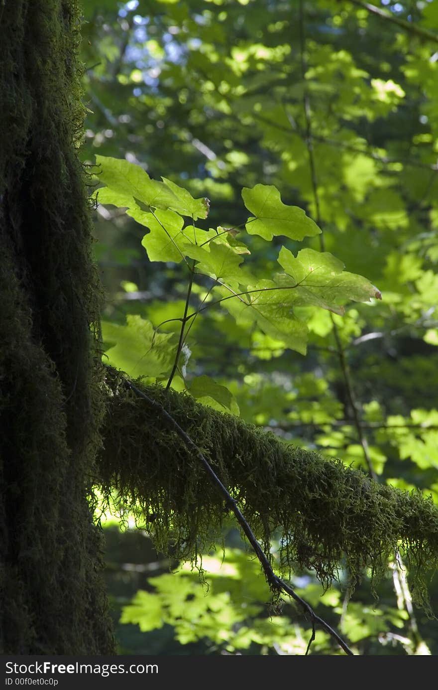 Young plant on old tree