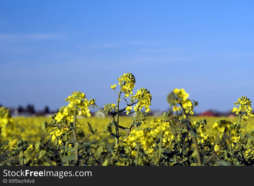 Rape Field