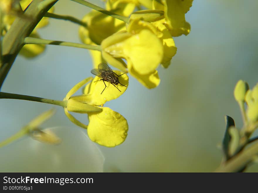 Closeup of fly sitting on yellow canola flower in morning sunshine