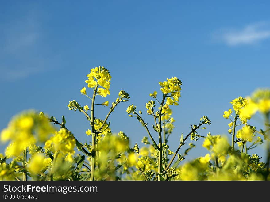 Yellow rape field under blue sky