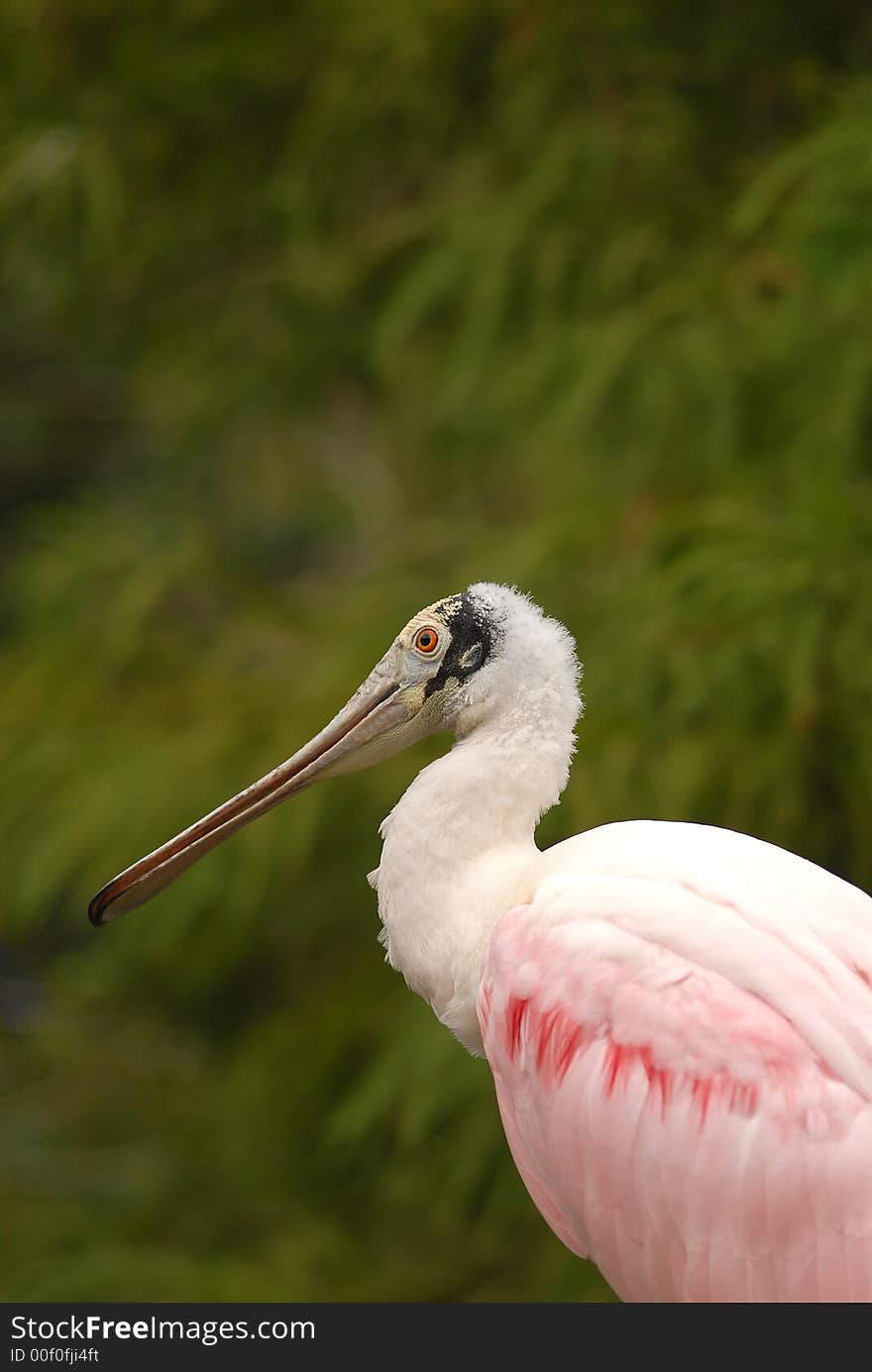 Roseate Spoonbill