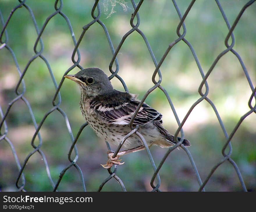 Baby Mocking Bird