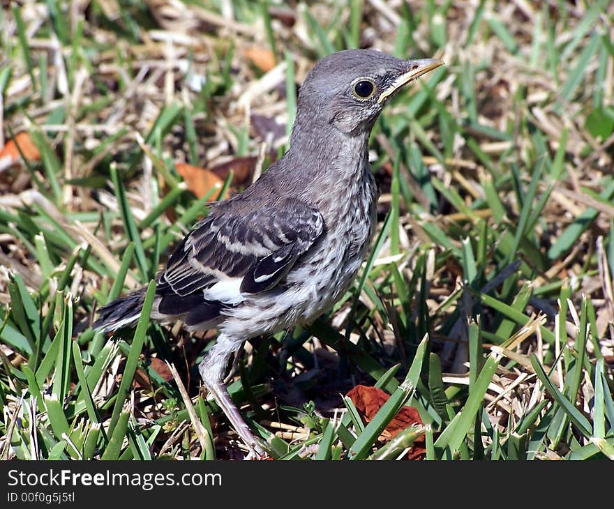 Baby Mocking Bird