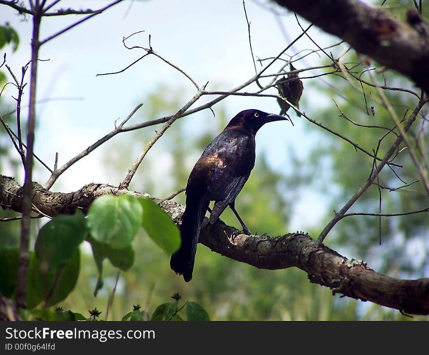 Purple Grackle (blackbird) perched on a tree limb on a sunny day.