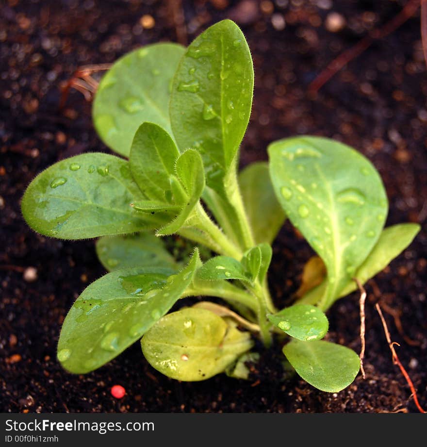 A seedling with water drops on it