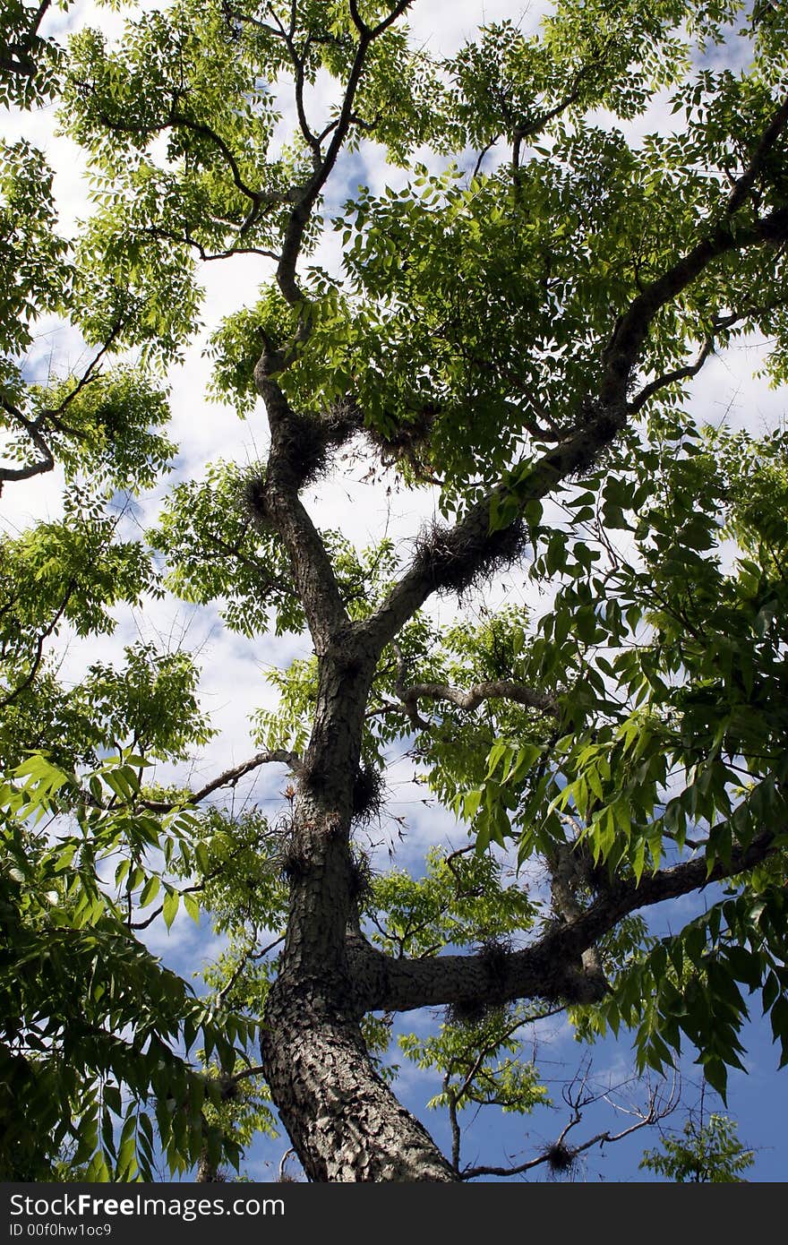 Tree in front yard